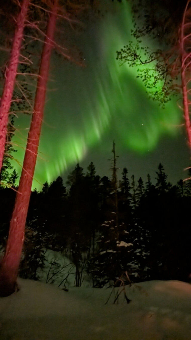 beautiful display of aurora borealis in the forest