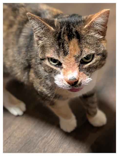 high angle view of a calico cat with green eyes making contact. charlene is standing on dark wood tile.