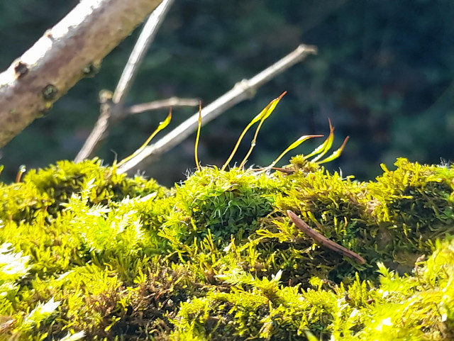 Bright yellowish green mosses on the bark of a fallen elder tree. One, like a small island, is growing sporophytes. Full winter sun.
