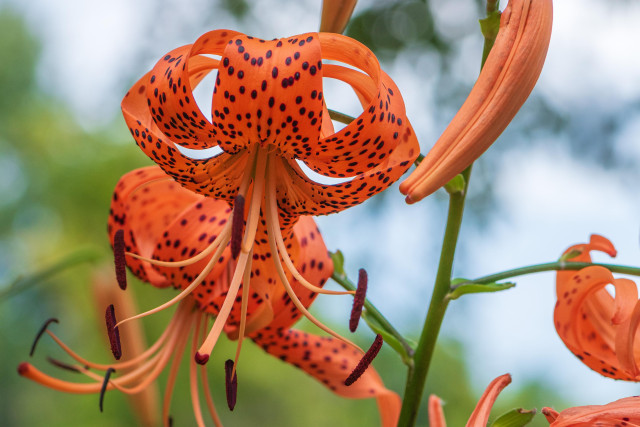 Photograph of a large tiger lily flower extending from a green stem with out of focus flowers, green foliage, and a gray overcast sky in the background. The lily takes up most of the left frame. Tiger lilies have six orange petals covered in small brown-black spots that radiate from the the center and then curl back on themselves. The flowers typically droop downward with the petals creating a hat-like top with six large, long pale orange stamens with large orange-brown anthers and a large long pale orange pistil with an orange-brown stigma splayed out and hanging downward from the flower's center.