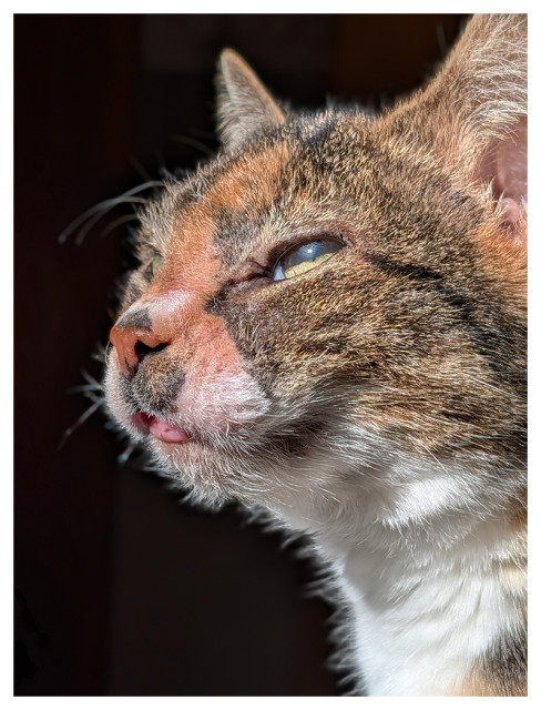 Close-up of a  calico cat’s face in profile, with light brown, gray, and white fur. The cat’s green eyes are half-open, catching light, and tongue is slightly sticking out. The background is dark and blurred.