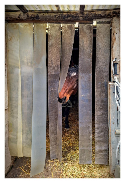 A brown horse with a warm chestnut coat is peering curiously out of its stable. The stable door consists of long, vertical, translucent plastic strips hanging down like a curtain – the kind often used as fly screens or weather protection in barns. These thick, slightly weathered, semi-transparent strips (light beige to pale greyish) hang closely side by side from the top of the doorway, reaching almost down to the ground. The horse has pushed its head through the middle of them, parting the strips to the left and right like curtains. Only the horse’s head and the very top of its neck are visible between the hanging strips. You can see its white blaze on the forehead. The ears are pricked forward, showing interest or attention. The large dark eye is clearly visible, looking straight toward the camera. The mane is black and slightly tousled. In front of the doorway lies golden-yellow straw bedding, scattered across the ground. The whole scene has a calm, slightly rustic farm atmosphere.