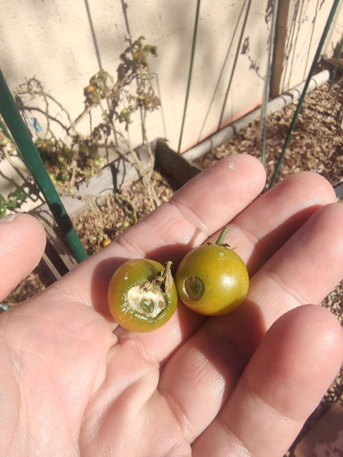 Tomatoes getting eaten by unknown creature