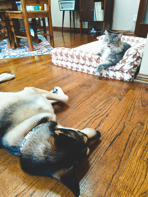 a dog laying on a wooden floor, staring at a cat laying in a giant dog bed