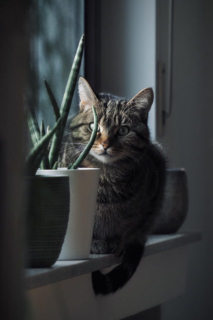 eine getigerte katze sitzt auf einer fensterbank zwischen blumentöpfen mit sansevieria cylindrica, einer bogenhanfart.
die katze schaut aufmerksam in die kamera, während weiches tageslicht von außen für eine schwache illumination sorgt.