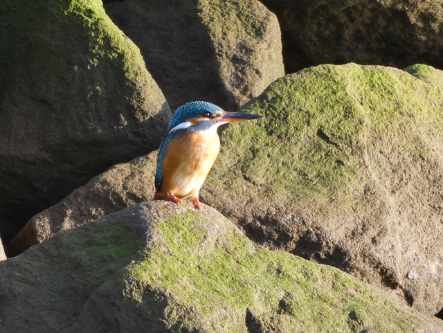 Photo of a kingfisher perched on green, algae coated rocks, little pink feet gripping the slippery surface. The kingfisher is side on to the camera, gazing at something off to the right, and showing off their long pointed bill. They have shimmering blue plumage on head and back, orange breast and a flash of white on the side of the neck. 