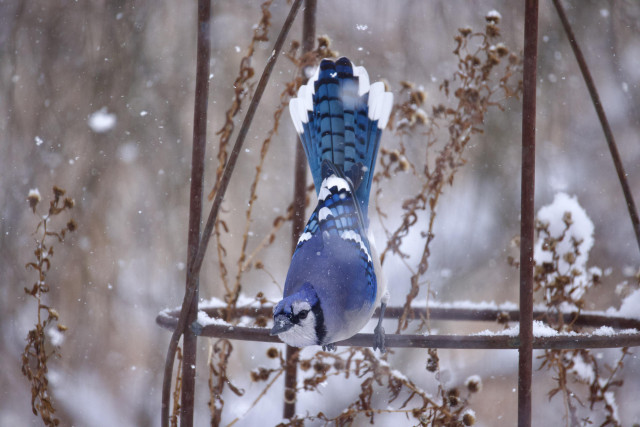 Slightly off-balance Blue Jay, maybe trying for a peacock pose