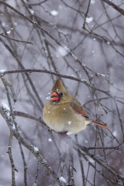 Cardinal in gentle snow