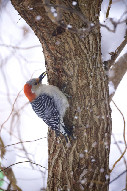 Red-bellied woodpecker with some suet on a tree trunk
