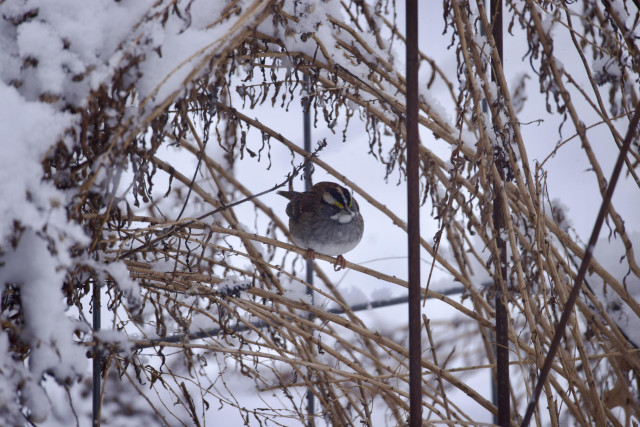 White throated sparrow safely hiding under snow covered stems