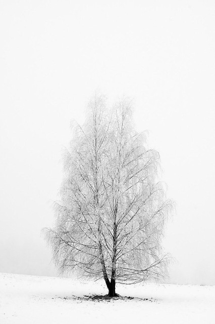 A vertical, black-and-white photograph depicts a solitary, leafless tree standing in a vast, snow-covered field. The image is minimalist and high-key, with the snowy ground blending seamlessly into a bright, fog-obscured sky to eliminate any distinct horizon line. The tree is centered and anchored by a dark, textured trunk that provides the composition's strongest contrast. Its intricate branches fan out in a triangular shape and are coated in frost, giving them a delicate, feathery appearance against the white negative space. Faint shadows on the ground hint at uneven terrain, but the overall atmosphere conveys a mood of profound silence and winter isolation.