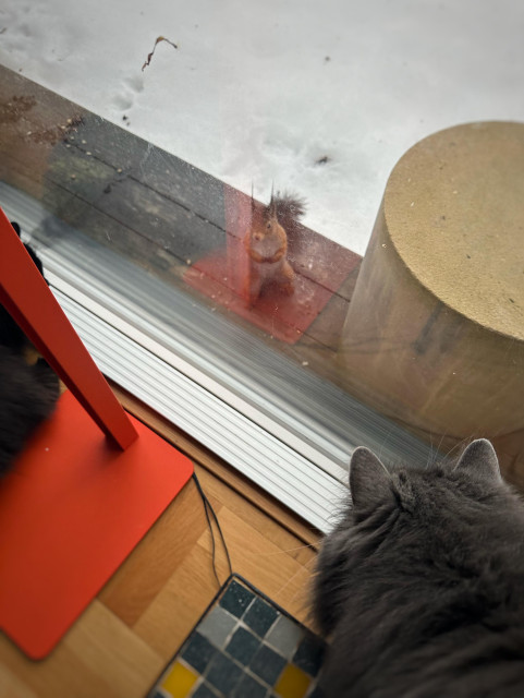 En ekorre står på bakbenen utanför en altanruta och tittar nyfiket in. På insidan ser man två katter som tittar tillbaka.