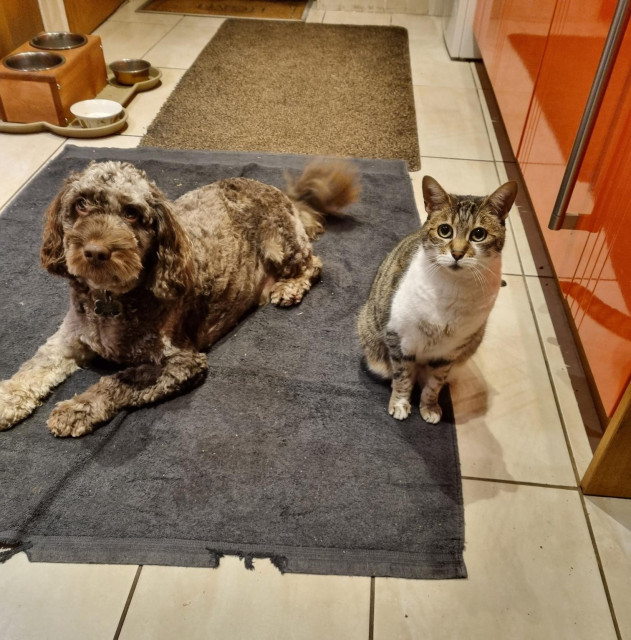 Suki the cat and Albi the dog are sitting together on a towel on the kitchen floor, looking at the camera