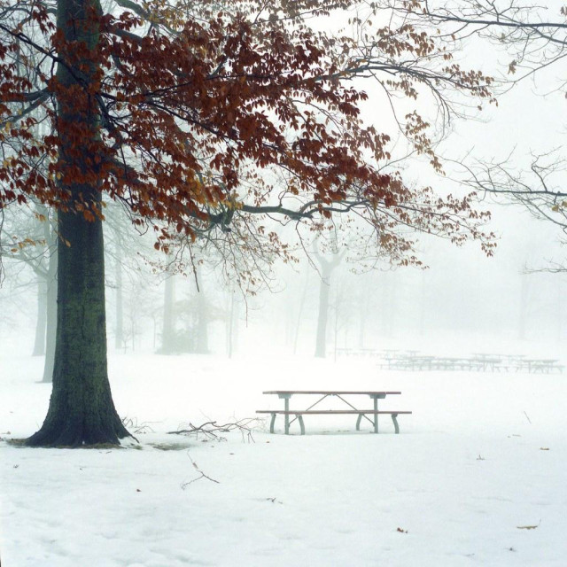 A tree with red leaves with a picnic bench next to it in a white, snowy landscape.