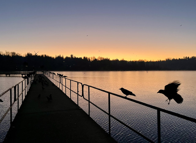 Crows perched and above a dock railing early in the morning as the sun begins to rise in a golden glow above a wooded ridge. 