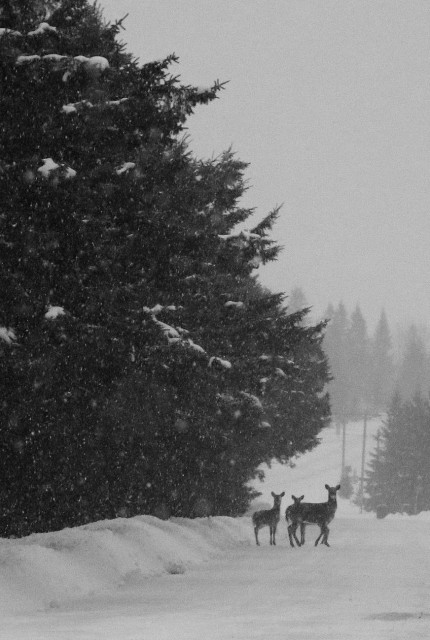 A black and white photograph of a winter landscape, taken on a snowstorm day, shows three deer at the edge of a snow-covered street, with drifts and tall, dark evergreens to the left. The three deer are looking towards the photographer, their ears pricked. Behind them, the tree-lined, snow-covered street rises and turns to the right, disappearing into the blizzard. The heavy snowfall is visible against the dark evergreens.

Photographie noir et blanc d'un paysage hivernal, un jour de tempête de neige, montrant trois chevreuils dans dans le bord d'une rue enneigée, avec des congères et de grands conifères sombres à gauche. Les trois chevreuils regardent vers la photographe, avec leurs oreilles dressées. Derrière, la rue bordée d'arbres et enneigée monte et tourne vers la droite, se perdant dans le blizzard. La neige qui tombe fortement du ciel est visible vis-à-vis des conifères sombres.