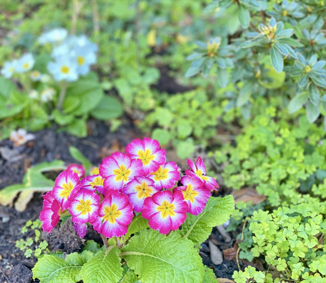 Pretty bright pink bunch of cowslip flowers on a bed of fresh greenery