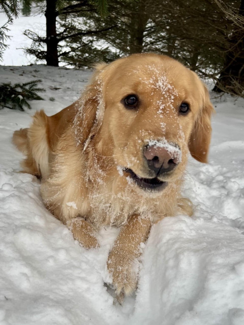 A golden dog is lying under pine trees. His face is covered with snow because he has been digging in at and sticking his head under it.