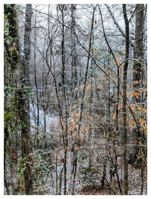 foggy morning. the scene outside my cabin window on a mountainside. dense forest of tall, leafless trees with thin trunks stands in winter. ome brown leaves cling to lower branches, and patches of snow dust the ground and branches. Ivy climbs a tree in the foreground