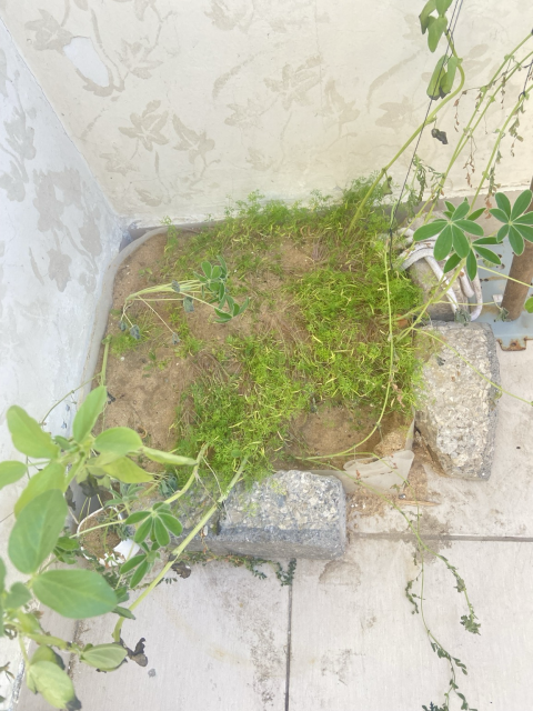These are the plants of my 14-year-old brother, Yousef. He was heartbroken and crying during the recent low-pressure weather system because it damaged his garden. But today, he woke up to find that some of his plants have begun to bloom and thrive again! 🌱✨  It seems that if we face a famine again, we will have backup support.😂