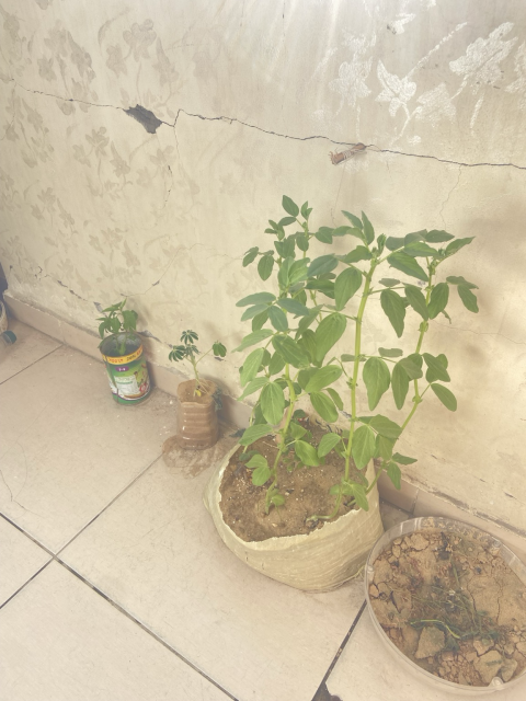 These are the plants of my 14-year-old brother, Yousef. He was heartbroken and crying during the recent low-pressure weather system because it damaged his garden. But today, he woke up to find that some of his plants have begun to bloom and thrive again! 🌱✨  It seems that if we face a famine again, we will have backup support.😂