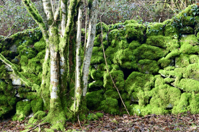 Mossy wall and hazel 