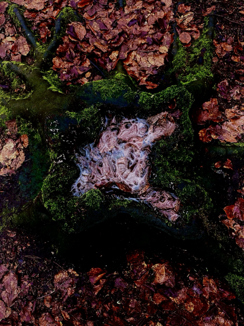 A missy tree stump filled with water 