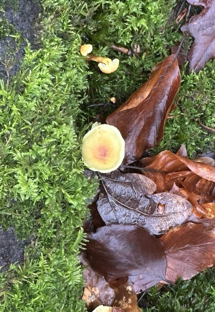 Little mushroom with a pinkish centre 