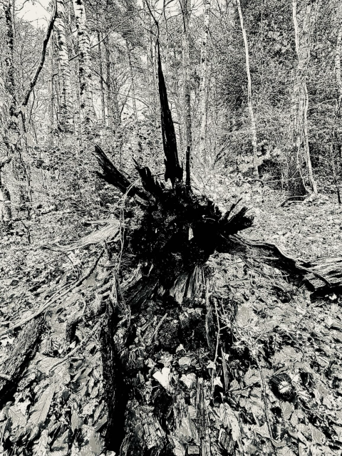Splintered fallen tree 