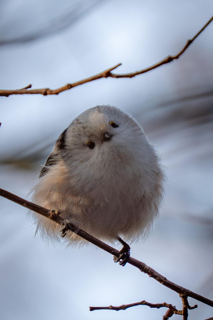 This frontal close-up view shows a long-tailed tit perched on an oblique branch. The bird has tilted its head to the side. The background consists of blurred branches and a dull sky.