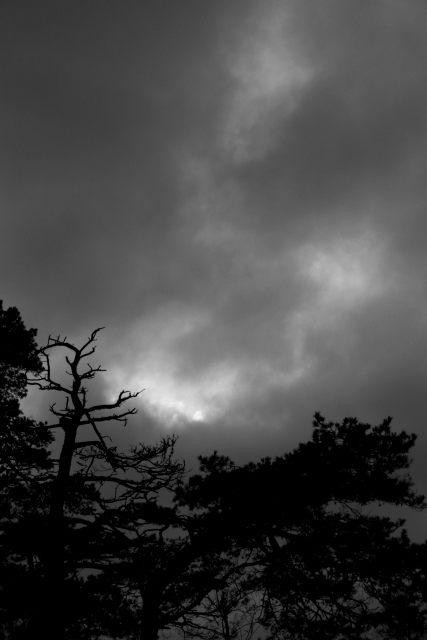 A vertical image of light shining through some heavy clouds at dusk. The low third includes some tree tops and the image has an atmospheric restful winter mood. 