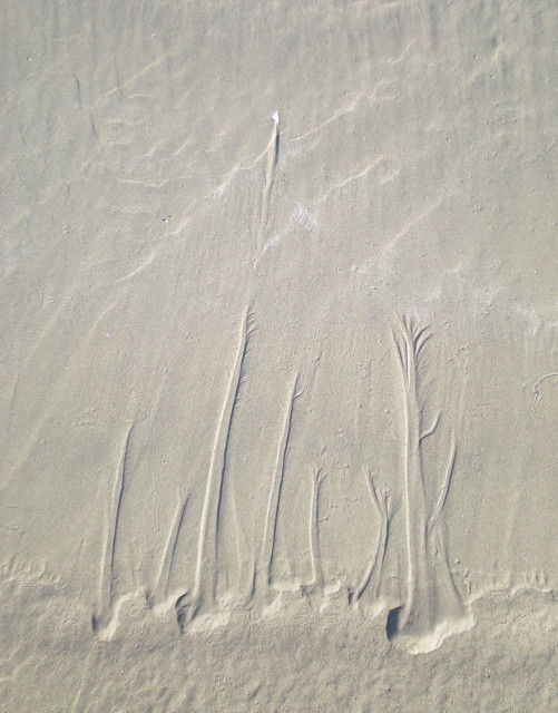 in beige sand, what look like seven sand trees of varying heights appear to be reaching up towards a tiny white star (made of shell) or maybe a comet with a long tail behind it. this was all just the work of the tides. and of course the trees and star ... 