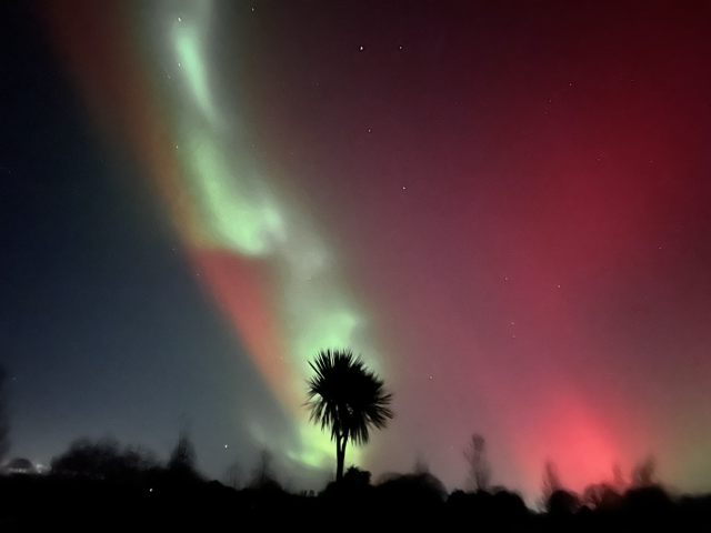 A bright green line of aurora goes behind a silhouetted palm tree, with a red streak to the left and a cloud of red aurora to the right