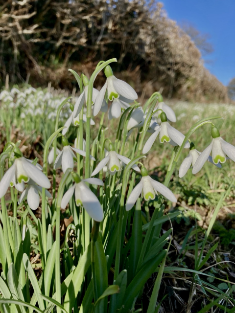 Snowdrop flowers on a verge in sun light 