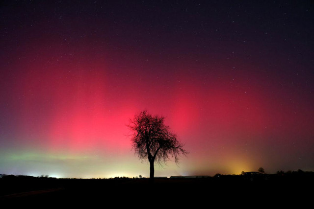 vor einem Sternenhimmel, der am Horizont grün, darüber in einem breiten Streifen rot leuchtet, steht die Silhouette eines kleinen asymmmetrischen Baums