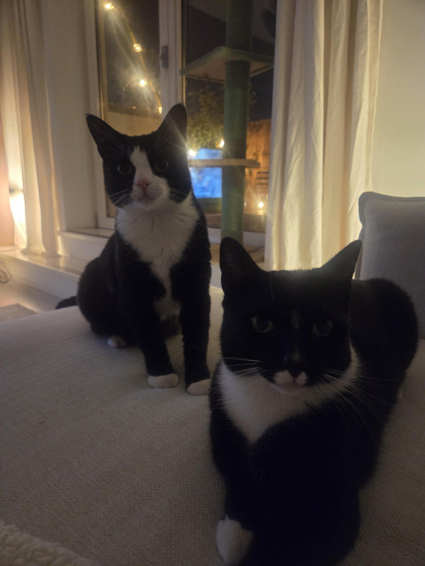 Two handsome tuxedo cats, Pookie and Wessie, sitting politely on a white couch, looking into the camera, being all chonky and cute.