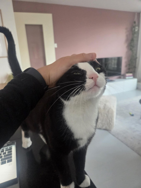 Pookie gettings pets