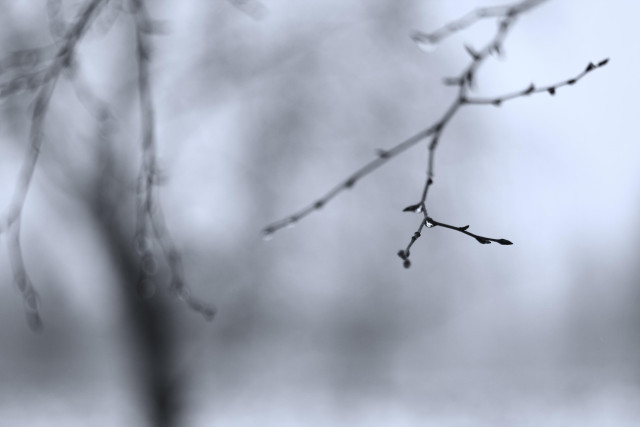 das bild zeigt einen unscharfen hintergrund mit zwei dünnen ästen im vordergrund. auf den blattlosen zweigen  befinden sich kleine wassertropfen, die im fokus liegen.
die farben sind monochrom und wirken kalt.