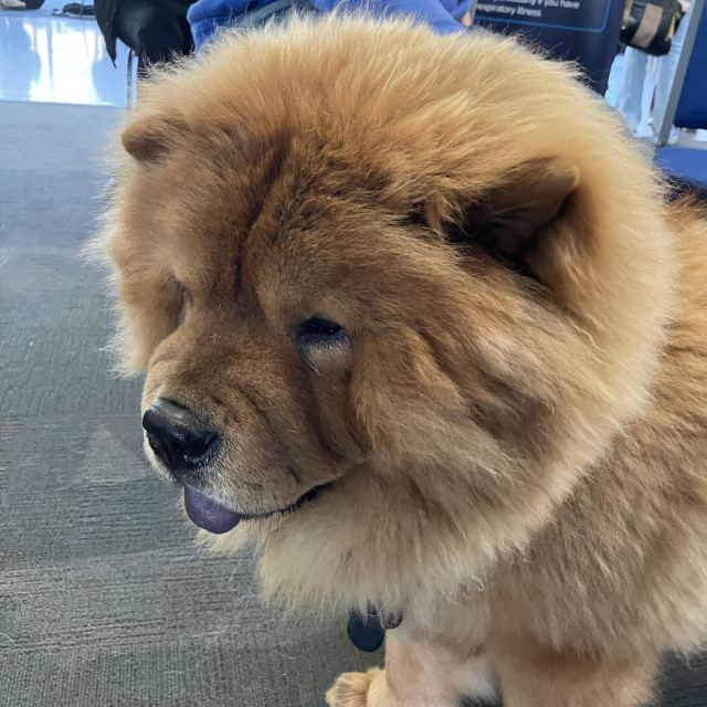The enormous fuzzy head of Bob the ChowChow, looking resplendent and more like a lion. He is a Very Good Boy. 
