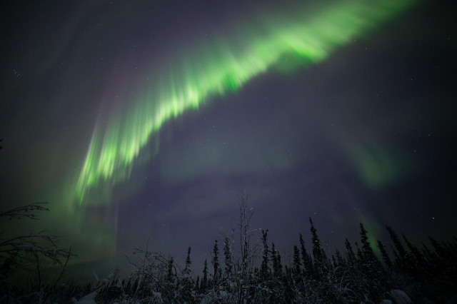 A wide arc of green aurora stretches diagonally across the night sky above a snow-covered boreal forest near Fairbanks, Alaska. The aurora appears brightest along the arc, with vertical streaks and soft, blurred edges showing motion during the exposure. Dark spruce trees and leafless shrubs form a jagged silhouette along the bottom of the image, their branches weighed down with snow. The sky is deep blue-gray with faint stars visible through thin cloud cover, and subtle hints of purple appear around the aurora.