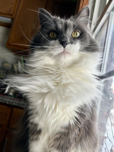 A grey and white kitty with a big floofy ruff sitting next to the kitchen window. She is lit from the side, her face half in shadows. Her ruff tufts out in all directions. Her whiskers and eye whiskers are long and dramatic too.