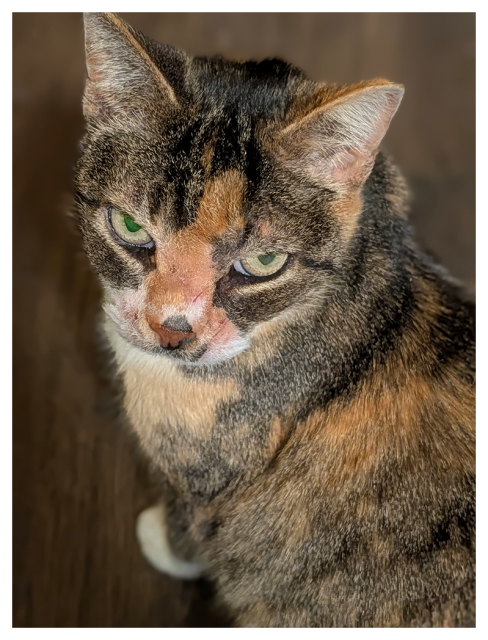 high-angle view of a calico cat with white markings looking up and making eye contact. the background is dark wood floor.