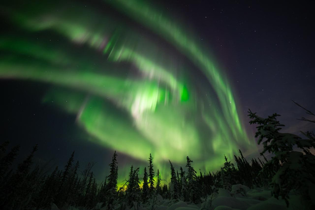 Bright green aurora borealis fills the night sky above a snow-covered spruce forest. Broad, flowing aurora curtains arc overhead, with brighter bands twisting and overlapping against a dark, star-filled sky. The trees below are coated in snow and silhouetted against the glowing green light, with uneven drifts visible in the foreground.