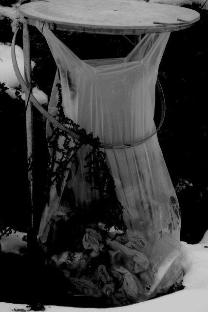 A plastic bag filled with trash hanging loose in a metal rack for garbage, looking a bit like a sleeveless dress. A bit of snow on the ground and some withered ferns leaning on the bag. It all looks kind of dirty.