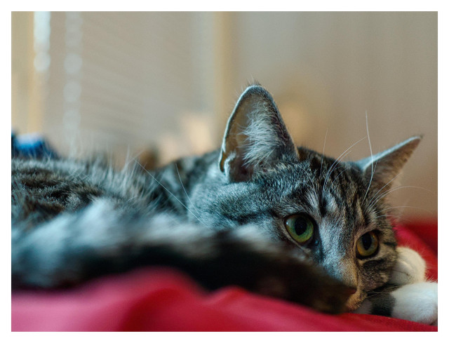 En liggande bild på katten Sonja som ligger på en röd soffa och koncentrerat tittat på något utanför bild.