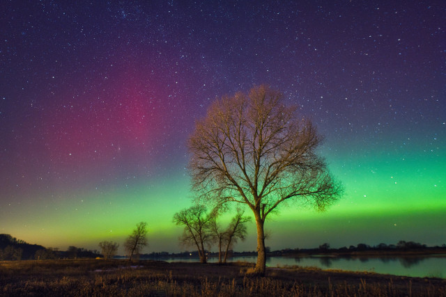 Dieses Bild zeigt eine beeindruckende nächtliche Landschaft mit einem leuchtenden Polarlicht (Aurora Borealis).
Hier sind die wichtigsten Details der Szene:
Himmelsphänomen: Der Nachthimmel ist von einem intensiven Farbspiel aus leuchtendem Grün und tiefem Violett erfüllt. Das grüne Licht bildet ein horizontales Band knapp über dem Horizont, während sich darüber ein rötlich-violetter Schleier ausbreitet. Der gesamte Himmel ist zudem mit unzähligen, klar erkennbaren Sternen übersät.
Vordergrund und Natur: Im Zentrum steht ein großer, kahler Baum, dessen filigrane Äste sich deutlich gegen das bunte Himmelslicht abheben. Er wird von weiteren, kleineren Bäumen flankiert. Die Szenerie befindet sich an einem Ufer, wobei das Wasser eines ruhigen Flusses oder Sees im Hintergrund die Farben des Polarlichts sanft widerspiegelt.
Stimmung: Die Aufnahme fängt eine friedliche, magische Atmosphäre ein, die typisch für klare Polarnächte ist.
Wusstest du, dass die verschiedenen Farben durch Kollisionen mit unterschiedlichen Gasen entstehen? Grünes Licht wird meist durch Sauerstoff in etwa 100 km Höhe verursacht, während Violett und Blau oft auf Stickstoff zurückzuführen sind.