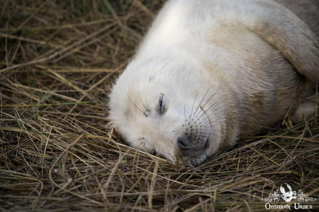 baby white coat seal sleeping