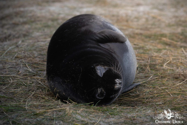 black coat melanistic seal sleeping