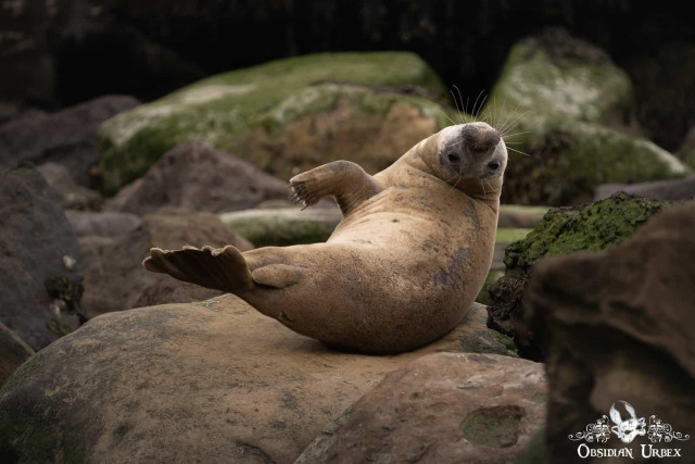 seal on a rock