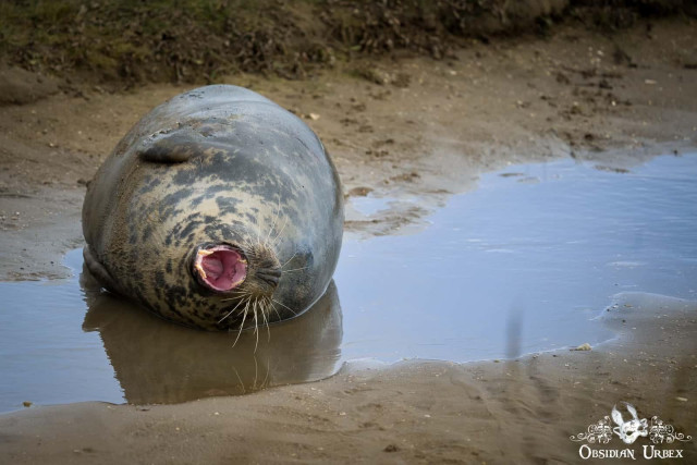 seal yawning, sitting in water